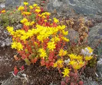 Pacific stonecrop
