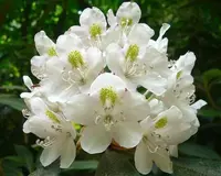 great laurel (Rhododendron maximum) plant