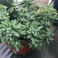 Echeveria plant