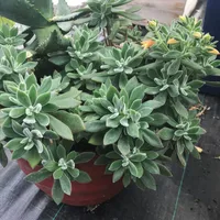 Echeveria plant