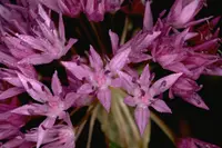 Lemmon's onion