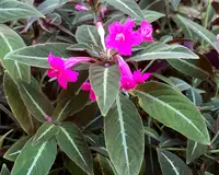 Ruellia makoyana