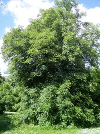 Ohio buckeye