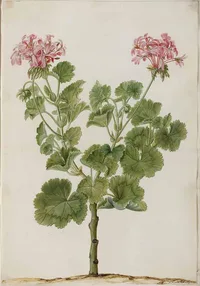 Horseshoe geranium (Pelargonium zonale) plant