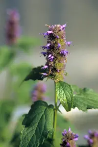 anise hyssop