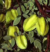Starfruit (Averrhoa carambola) plant