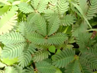 Mimosa pudica