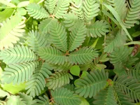 Mimosa pudica