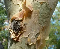 Albizia tanganyicensis
