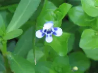 Roundleaf Lindernia
