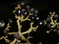 Callicarpa arborea
