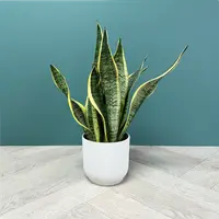 Snake Plant (Dracaena trifasciata 'Futura Superba') plant