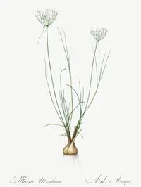 Allium moschatum