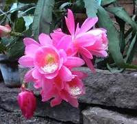 Cactus (Disocactus phyllanthoides) plant