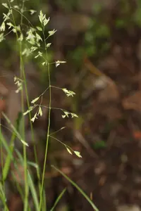 Alaska brome