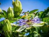Passiflora caerulea blooms