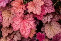 Coral Bells (Heuchera 'Georgia Peach') plant