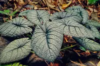 Alocasia melo (Alocasia melo) plant