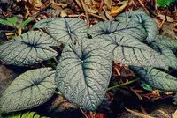 Alocasia melo (Alocasia melo) plant