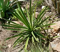 Agave karwinskii