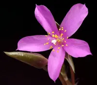 Sand Rose