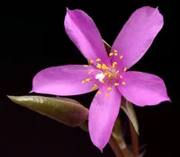 Sand Rose (Anacampseros rufescens) plant