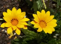 Treasure flower