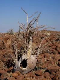 Bottle tree (Pachypodium lealii) plant