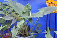 Zebra Plant (Alocasia zebrina) plant