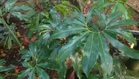 Thaumatophyllum spruceanum