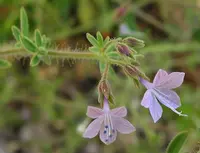 sticky false gilyflower