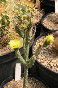 Tesajo Cholla