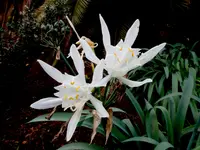 Pancratium foetidum (Pancratium foetidum) plant