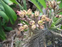 Kalanchoe delagoensis