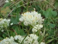 Spring Garlic (Allium subvillosum) plant