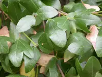 Cretan maple