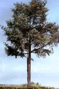 Platonia