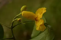 Callichlamys latifolia