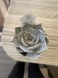 Ghost Echeveria photo by a Botan App user