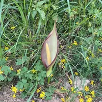 Elaborated Arum
