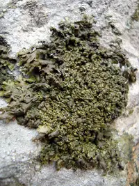 Xanthoparmelia pulla