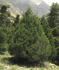 Stinking Juniper