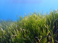 Mediterranean tapeweed