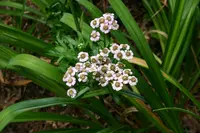 Siberian Yarrow