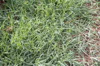 Bermudagrass (Cynodon dactylon) plant