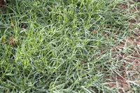 Bermudagrass