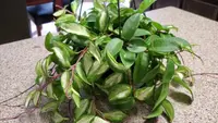 Wax plant leaves