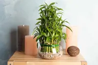 Dracaena sanderiana at home