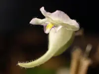 Utricularia jamesoniana