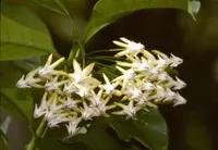 Hoya multiflora (Hoya multiflora) plant